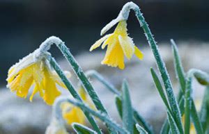 BBC - Gardening - Gardening Guides: Basics - Cold weather