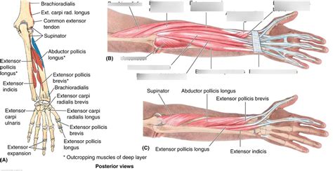 Extensor Carpi Radialis Longus Muscle – Definition,, 58% OFF