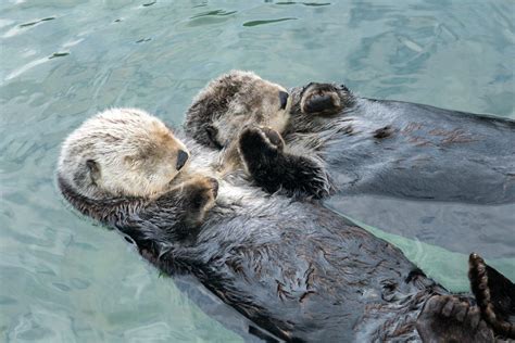 Best buddies: Vancouver Aquarium shares footage of sea otters 'rafting'