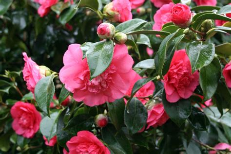 best fertilizer for azaleas – Flowers reviews