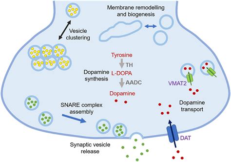 Frontiers | Modulation of the Interactions Between α-Synuclein and Lipid Membranes by Post ...