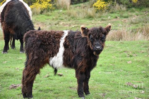 Stunningly Beautiful Belted Galloway Calf in Northern England Photograph by DejaVu Designs ...