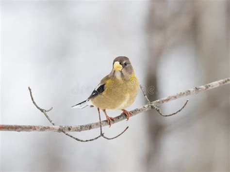 Female evening grosbeak stock image. Image of black - 274436747