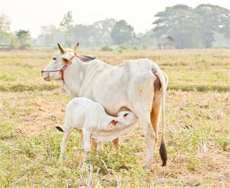 Young Calf Drinking Milk from Cow S Udder Stock Image - Image of field, grass: 32122601