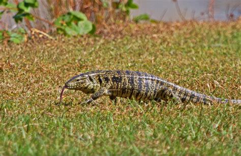 Breeding Argentine Black And White Tegu For Sale - Reptiles Realm