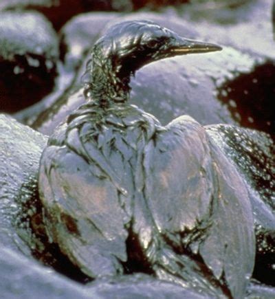 Animals and Plants Effected - Exxon Valdez Oil Spill