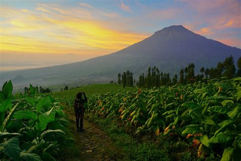 Temanggung tourist villages to provide coffee, hand-rolled cigarettes - News - The Jakarta Post