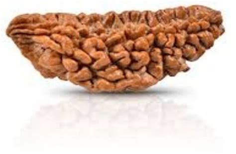 One Mukhi Rudraksha