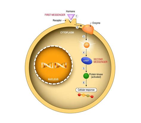 Signal Transduction Pathway