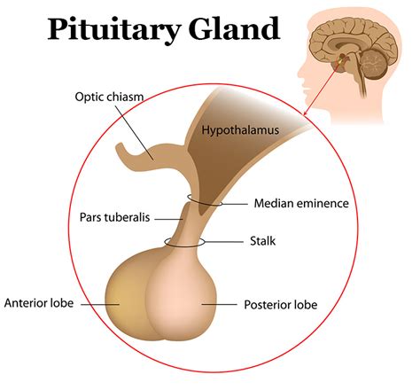 Why is pituitary gland called the master gland??