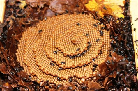 The Spiral Hives of Sugarbag Bees | Amusing Planet