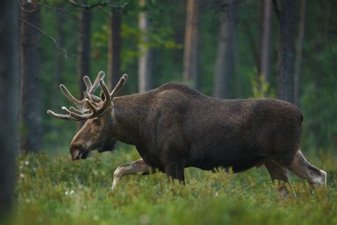 11 Animals In White Mountain National Forest We've Seen On Camping ...