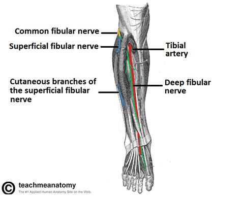 Deep Peroneal Nerve - Stepwards