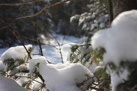 Winter on Evergreens | Evergreen, Winter, Photo