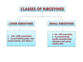 Classification of Ribozyme | PPT