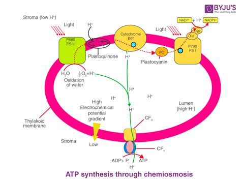 What occurs during Chemiosmosis in chloroplasts? Get the Answer at BYJU ...