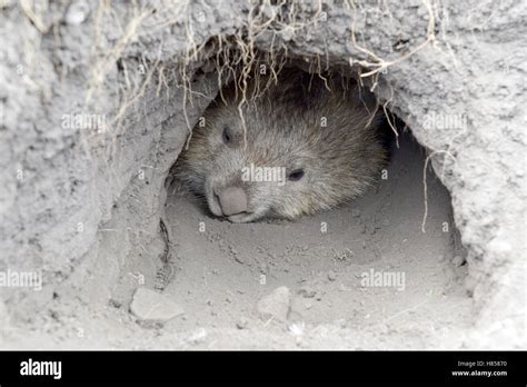 Common Wombat (Vombatus ursinus) sleeping at burrow entrance, Maria Island National Park ...