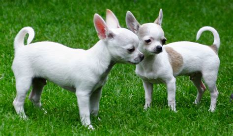 Chihuahua Names: Male, Female, Cute, and Mexican | PetHelpful