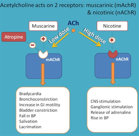 Cholinergic neuron & Cholinergic Receptors