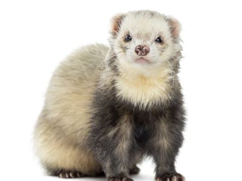 Ferret attack injures baby in Coopertown