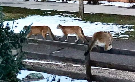 WATCH: Mountain Lions Spotted On Colorado Backyard Cams