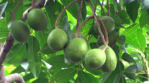 Amra Fruit (আমড়া ফল)- Golden Apples, Hog Plums, Spanish Plums- Spondias Mombin | Deciduous ...