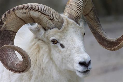 Ram Sheep Horns · Free photo on Pixabay