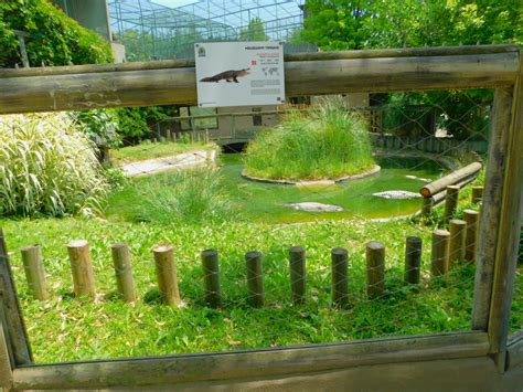 American alligator enclosure - ZooChat