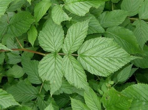 Dried Raspberry Leaf for Tea Rubus Idaeus C/s Choose Weight - Etsy