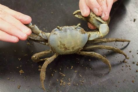 SCDNR: Report sightings of non-native blue land crab – The Island News – Beaufort, SC