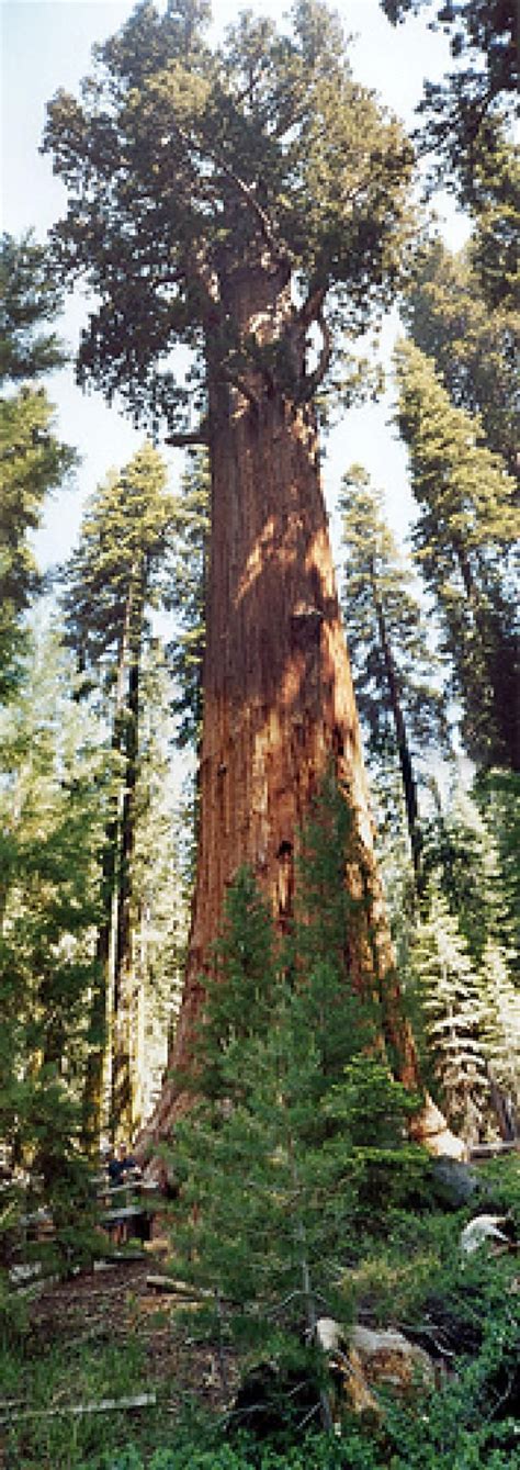 Discover the Majestic Giant Sequoia Trees