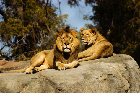 10 Amazing Facts You Didn’t Know About Lions - Our Funny Little Site