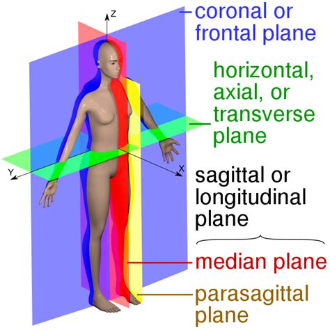 Anatomical plane - Wikipedia