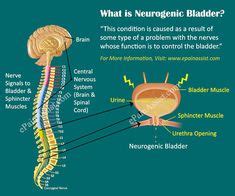 120 Incon-Infographics ideas | incontinence, urinary incontinence, bladder