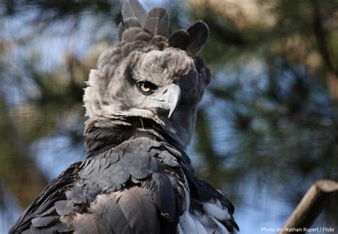 Interesting facts about harpy eagles | Just Fun Facts