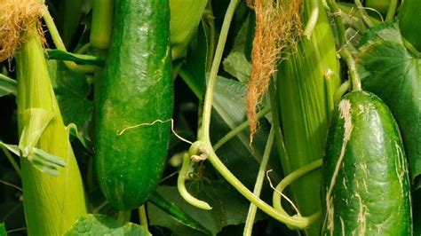 Creative Farmer Vegetable Seeds Dosakaya Seeds - Cuccumber Seeds Seeds ...