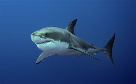 Le grand requin blanc : tout savoir sur Carcharodon Carcharias