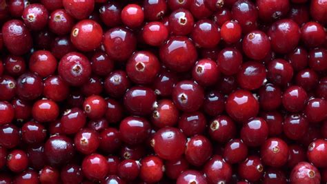 253 Cranberry bog Stock Video Footage - 4K and HD Video Clips ...