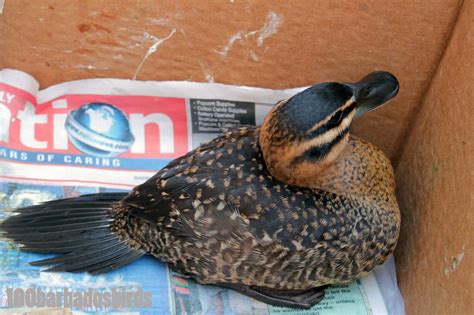 Birds of Barbados: Masked Duck Laurie