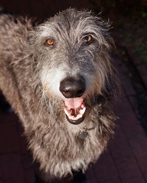 Scottish Deerhound – Dogster