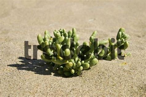 Desert plant, Namib, Namibia, Africa - Download Nature