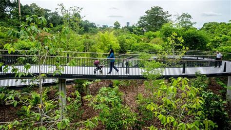 New 200m long pedestrian bridge opens at Singapore Botanic Gardens - CNA