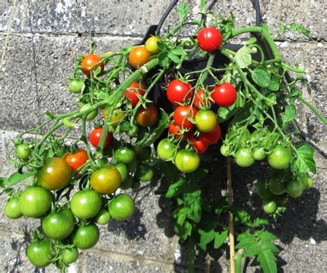 How to Grow Tomato Plants in Containers and Hanging Baskets | Growing tomato plants, Growing ...