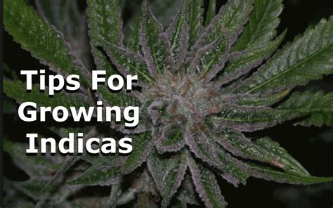 Top 5 Strongest Indica Strains