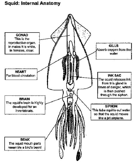 Untitled Document | Dissection, Biology labs, Squid