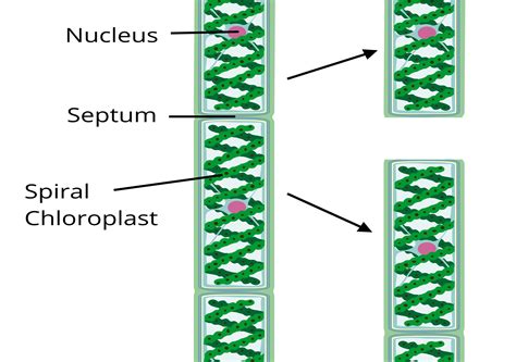 Fragmentation in spirogyra — lesson. Science CBSE, Class 10.