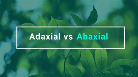 What is Adaxial and Abaxial? - YouTube