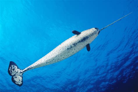 Narwhal Animal Facts - Unicorn of the Sea