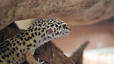 How To Create The Best Habitat for Your Leopard Gecko - PetsBlogs