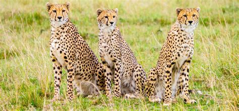 The Masai Mara Cheetahs | Sightings of A Celebrity